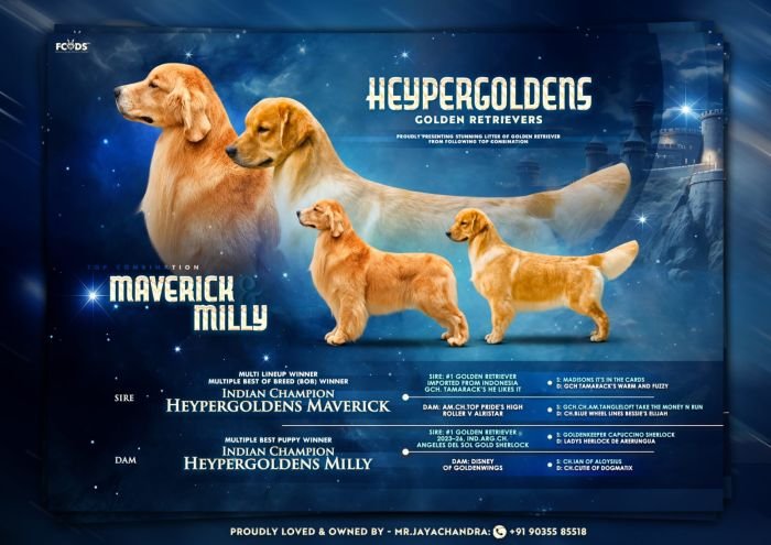 DogsIndia.com Golden Retriever Jayachandra