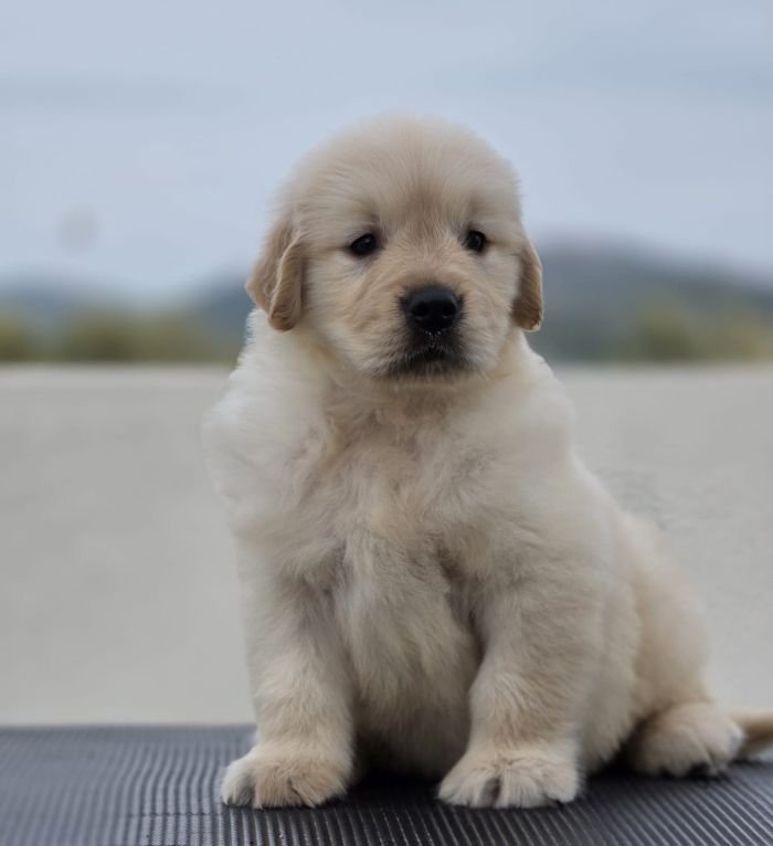DogsIndia.com Golden Retriever Jayachandra