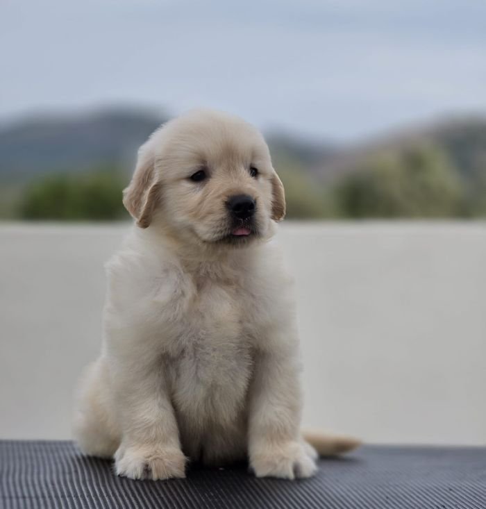 DogsIndia.com Golden Retriever Jayachandra