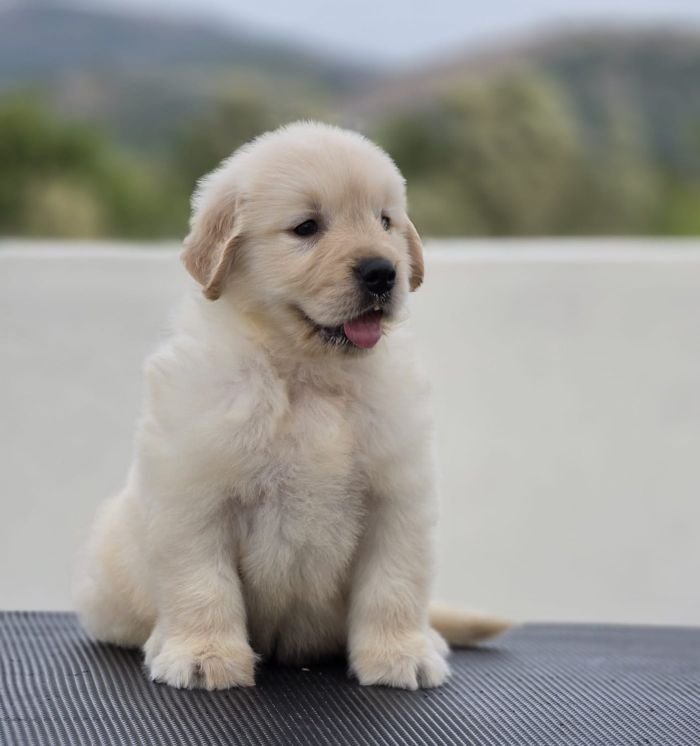 DogsIndia.com Golden Retriever Jayachandra