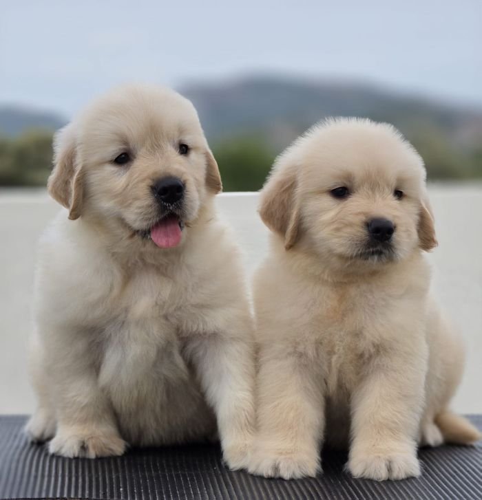 DogsIndia.com Golden Retriever Jayachandra