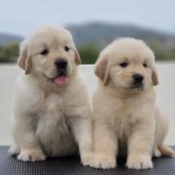 DogsIndia.com Golden Retriever Jayachandra