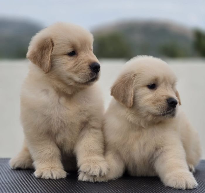 DogsIndia.com Golden Retriever Jayachandra
