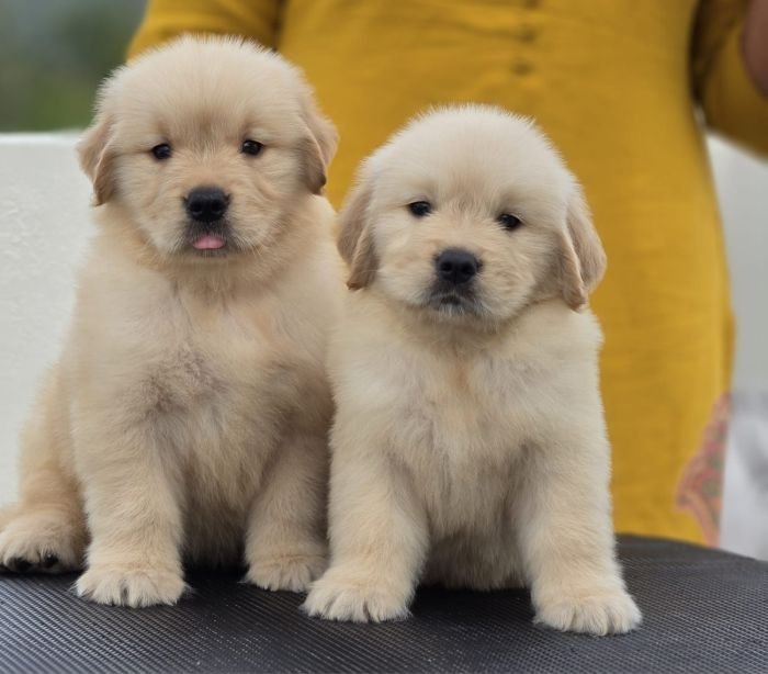 DogsIndia.com Golden Retriever Jayachandra