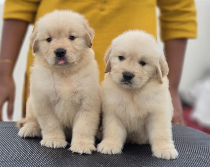 DogsIndia.com Golden Retriever Jayachandra