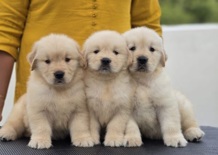 DogsIndia.com Golden Retriever Jayachandra