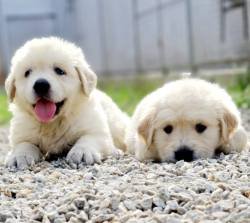 DogsIndia.com - Golden Retriever - Jayachandra