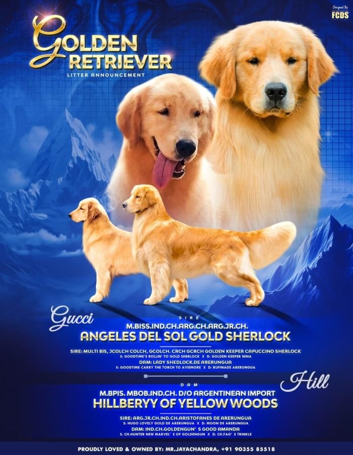 DogsIndia.com  Golden Retriever  Jayachandra