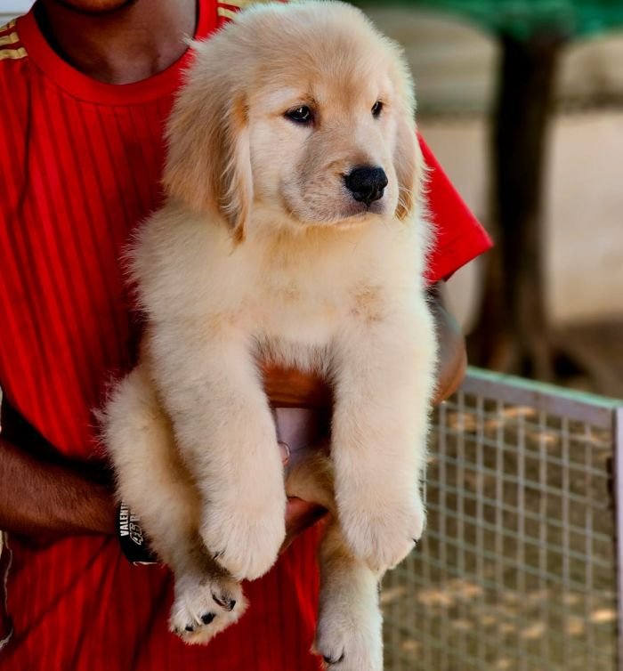 DogsIndia.com  Golden Retriever  Jayachandra