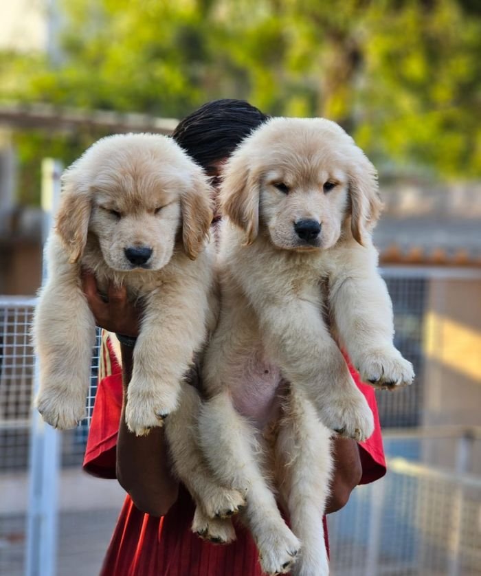 DogsIndia.com  Golden Retriever  Jayachandra