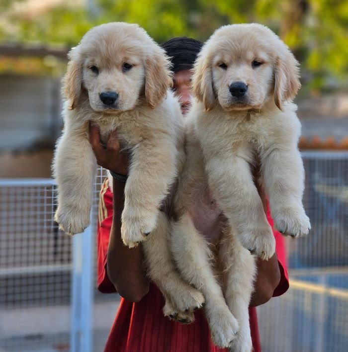 DogsIndia.com  Golden Retriever  Jayachandra