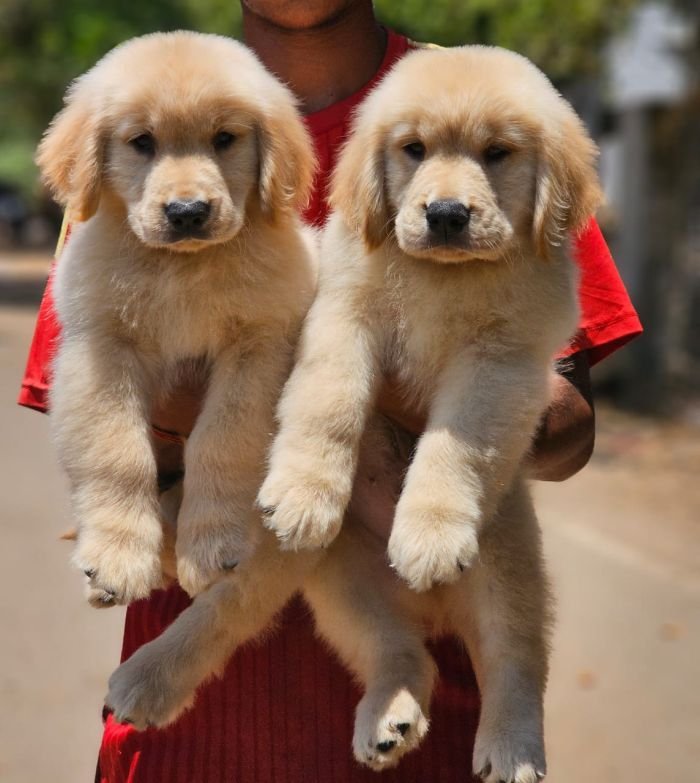 DogsIndia.com  Golden Retriever  Jayachandra