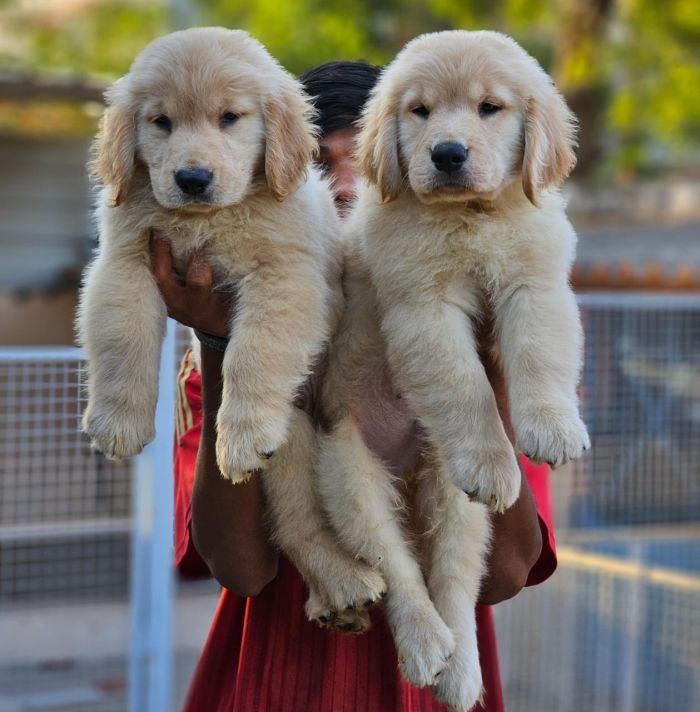 DogsIndia.com  Golden Retriever  Jayachandra