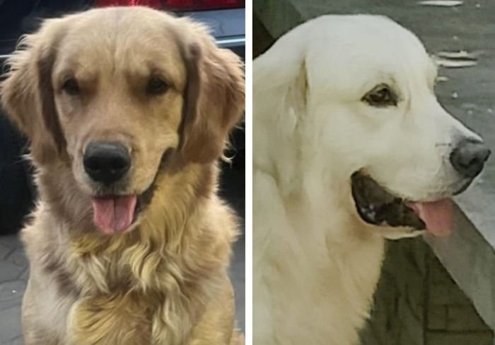 DogsIndia.com - Golden Retriever - Jayakumar