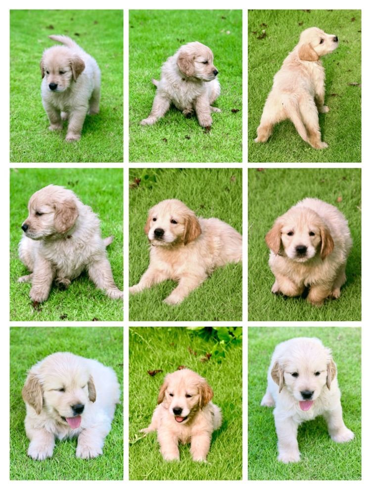DogsIndia.com - Golden Retriever - Jayakumar