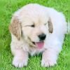 DogsIndia.com - Golden Retriever - Jayakumar