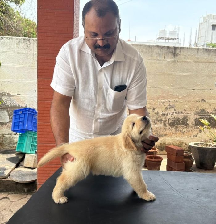 DogsIndia.com - Golden Retriever - Jayakumar