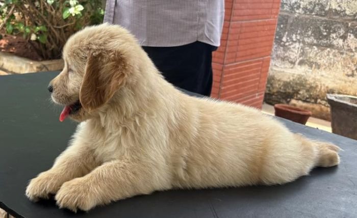 DogsIndia.com - Golden Retriever - Jayakumar
