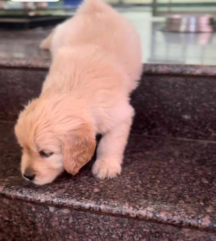 DogsIndia.com - Golden Retriever - Jayakumar
