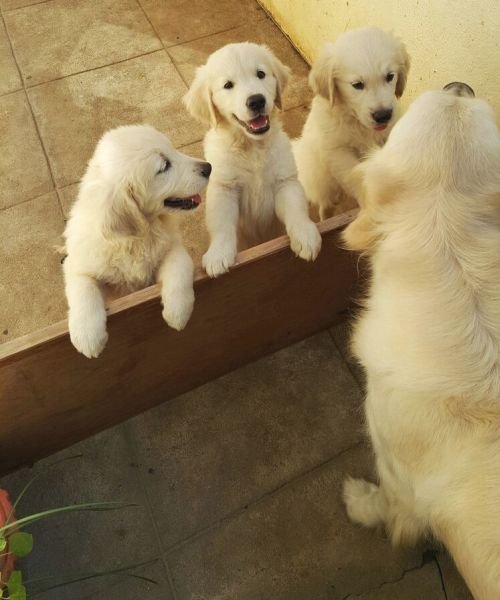 DogsIndia.com - Golden Retrievers