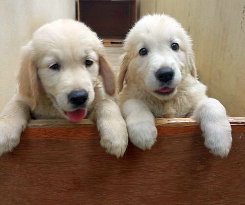 DogsIndia.com - Golden Retrievers