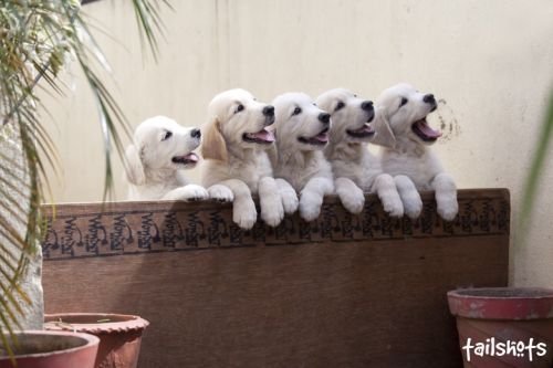DogsIndia.com - Golden Retriever