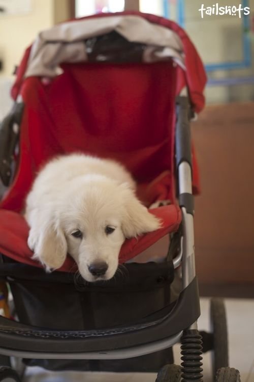 DogsIndia.com - Golden Retriever