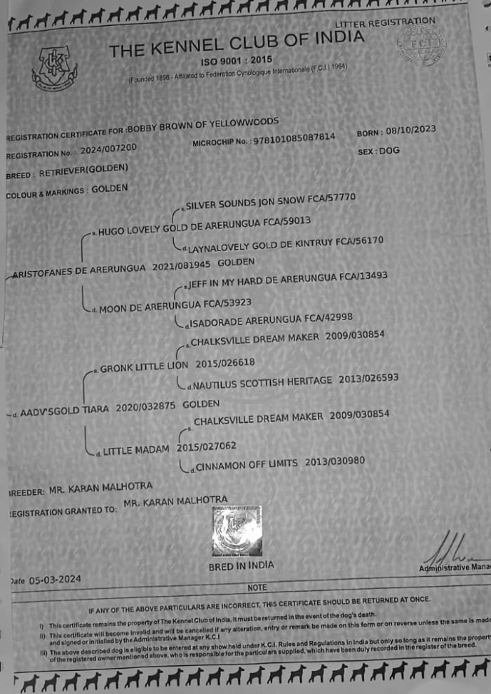 DogsIndia.com - Golden Retriever - Likelywoofs