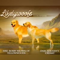 DogsIndia.com - Golden Retriever - Likelywoofs