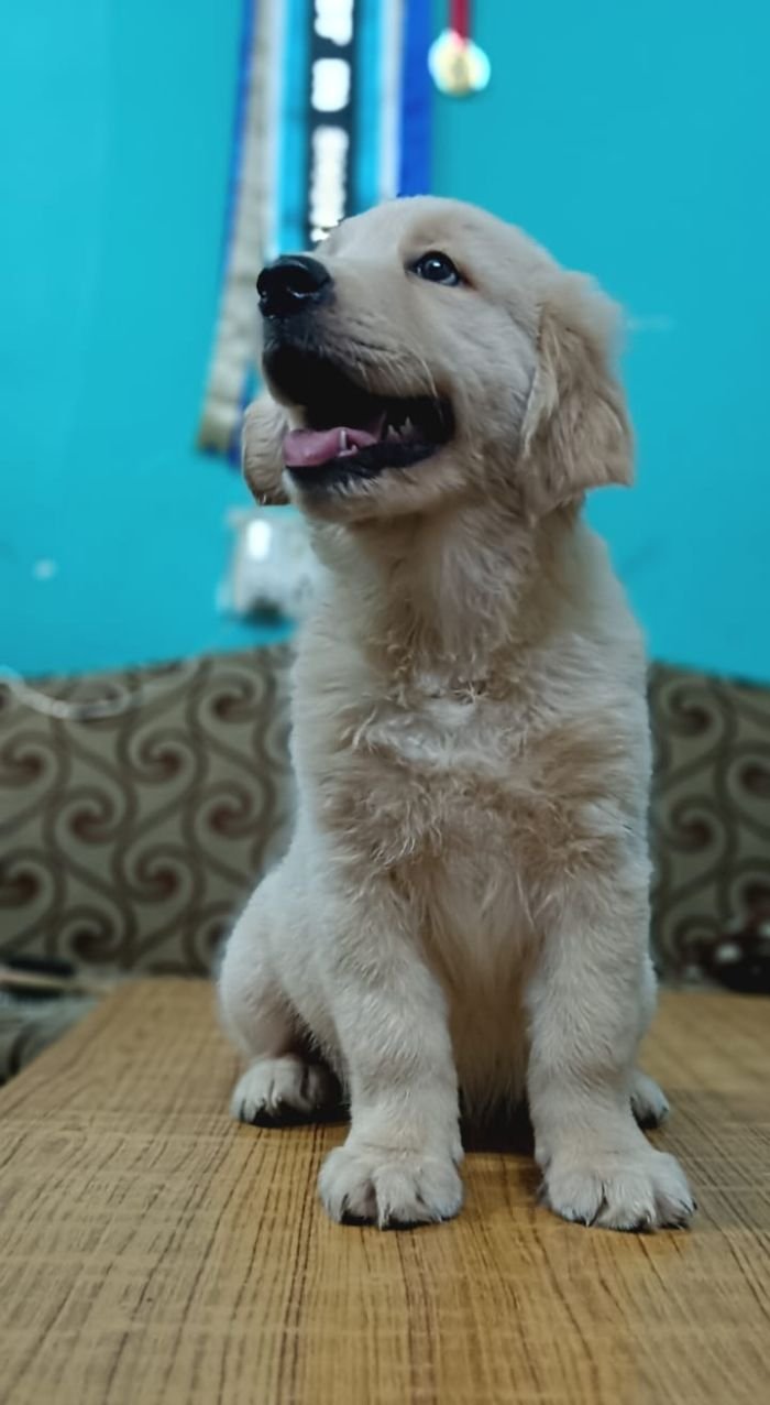 DogsIndia.com - Golden Retriever - Likelywoofs