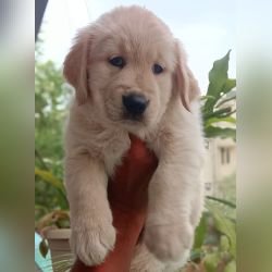 DogsIndia.com - Golden Retriever - Likelywoofs