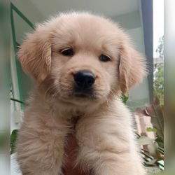 DogsIndia.com - Golden Retriever - Likelywoofs