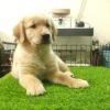 DogsIndia.com - Golden Retriever - Likelywoofs
