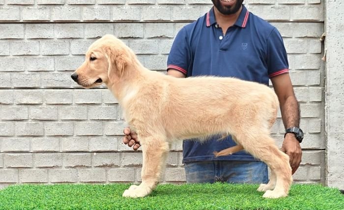 DogsIndia.com - Golden Retriever - Likelywoofs