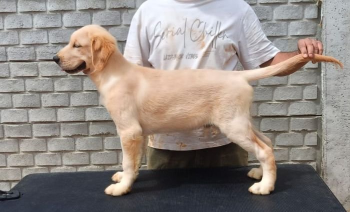 DogsIndia.com - Golden Retriever - Likelywoofs