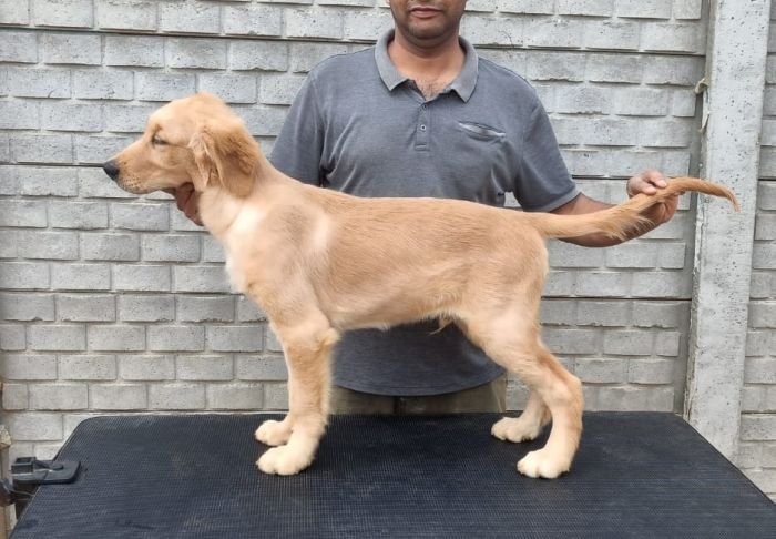 DogsIndia.com - Golden Retriever - Likelywoofs