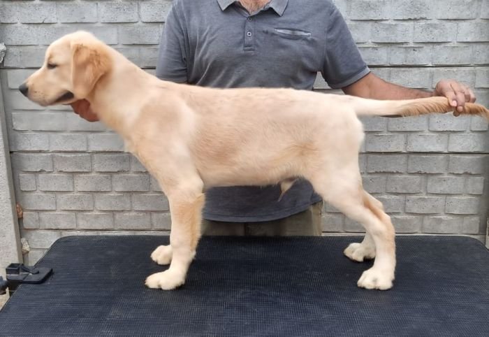 DogsIndia.com - Golden Retriever - Likelywoofs