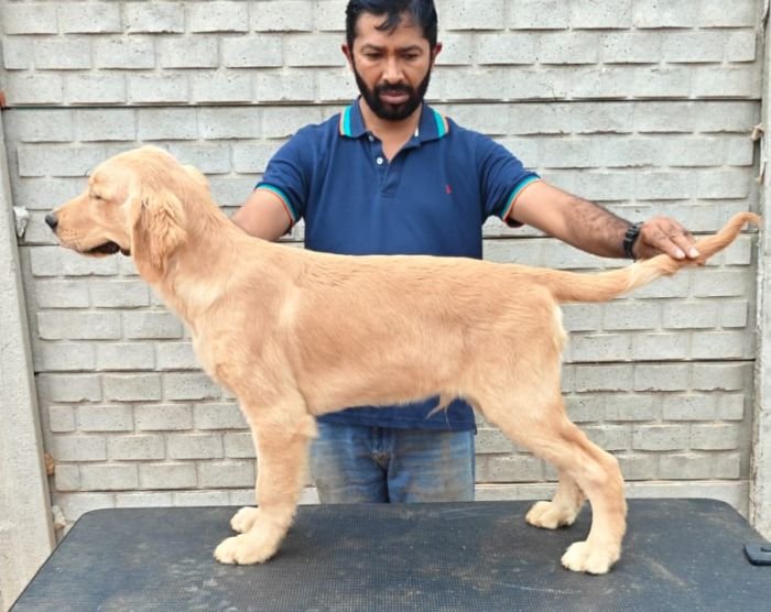 DogsIndia.com - Golden Retriever - Likelywoofs