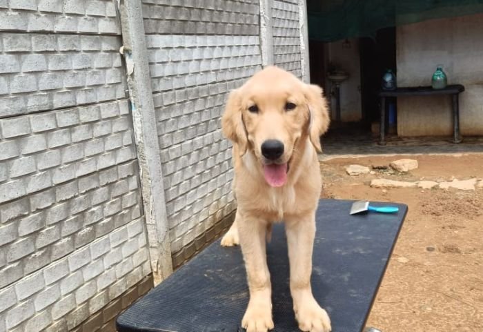 DogsIndia.com - Golden Retriever - Likelywoofs