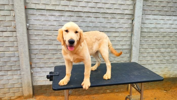 DogsIndia.com - Golden Retriever - Likelywoofs