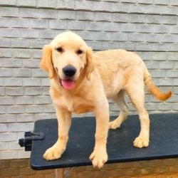 DogsIndia.com - Golden Retriever - Likelywoofs
