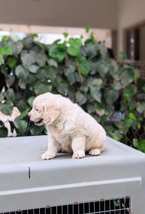 DogsIndia.com - Golden Retriever - Logesh Waran
