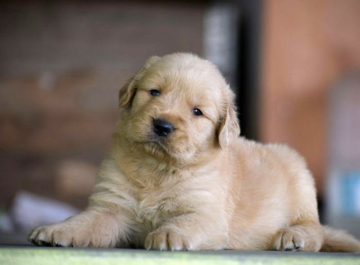 DogsIndia.com - Golden Retriever - Mayaa Kennel - Anish (Theni)