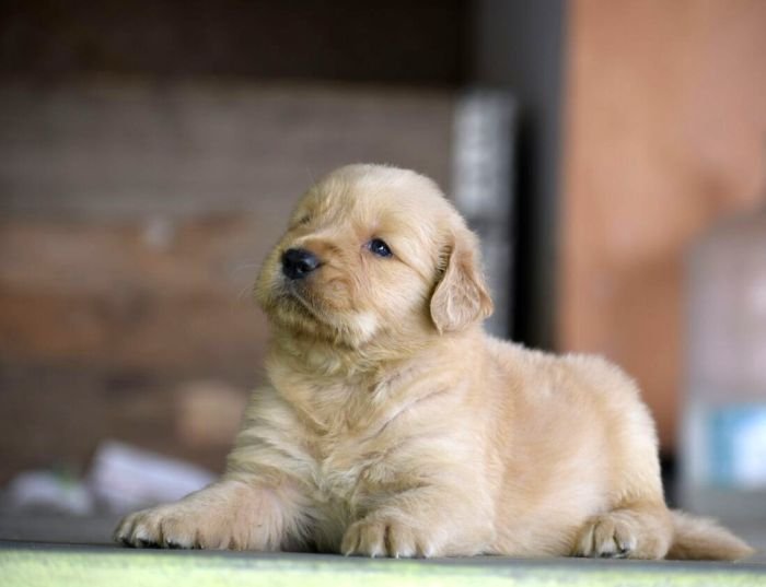 DogsIndia.com - Golden Retriever - Mayaa Kennel - Anish (Theni)