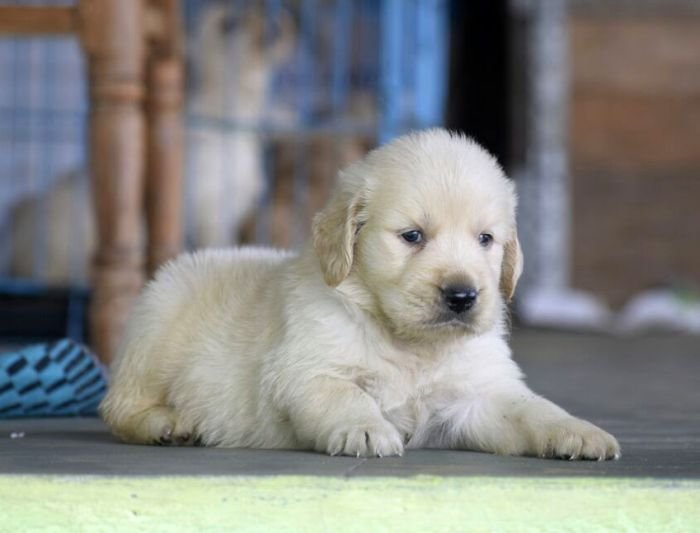 DogsIndia.com - Golden Retriever - Mayaa Kennel - Anish (Theni)