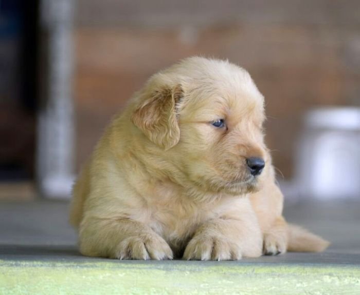 DogsIndia.com - Golden Retriever - Mayaa Kennel - Anish (Theni)