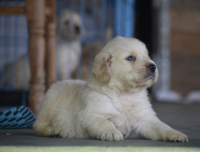 DogsIndia.com - Golden Retriever - Mayaa Kennel - Anish (Theni)