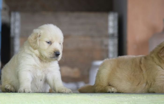 DogsIndia.com - Golden Retriever - Mayaa Kennel - Anish (Theni)