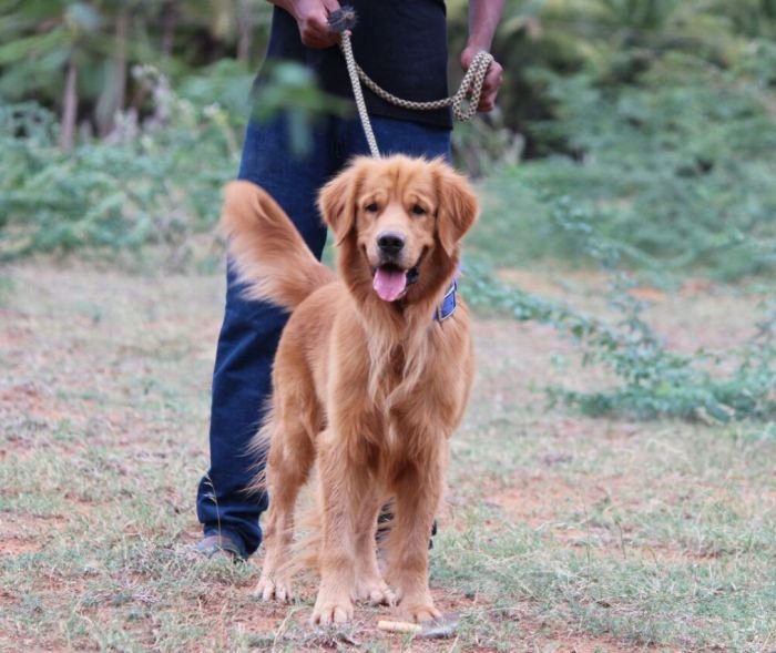 Golden Retriever - Mayaa Kennel - Anish (Theni)