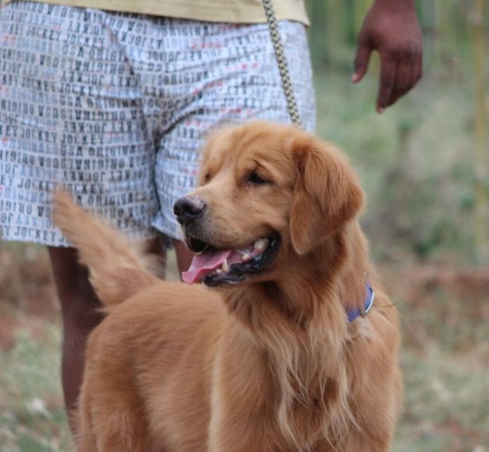 Golden Retriever - Mayaa Kennel - Anish (Theni)